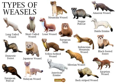 weasel village true|Mustelidae .